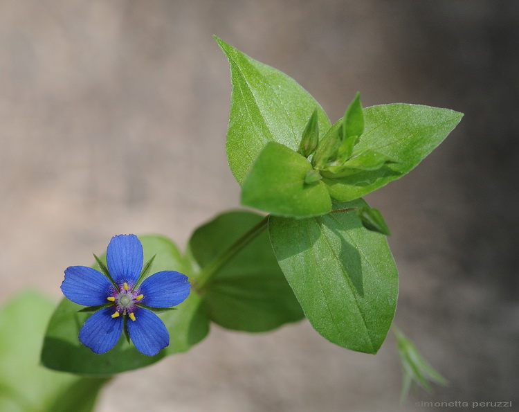 Anagallis arvensis L./ Centocchio mordigallina